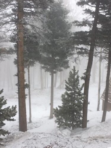 Reflecting on the Pandemic's Impact for Our Remote Mountain Homestead